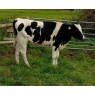 ORGANIC HOLSTEIN FRIESIAN HEIFERS