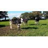 ORGANIC HOLSTEIN FRIESIAN HEIFERS