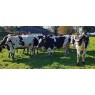 ORGANIC HOLSTEIN FRIESIAN HEIFERS