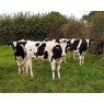 ORGANIC HOLSTEIN FRIESIAN HEIFERS