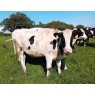 ORGANIC HOLSTEIN FRIESIAN HEIFERS